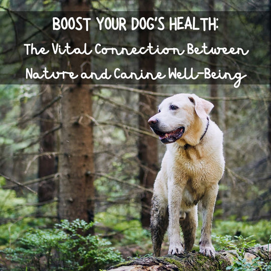 Boost Your Dog's Health: The Vital Connection Between Nature and Canine Well-Being