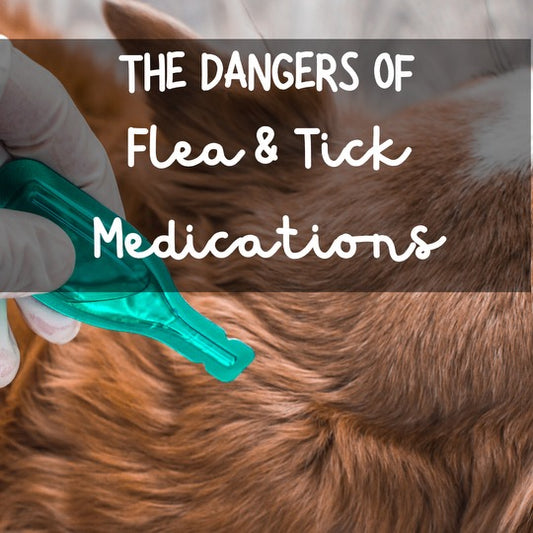 The Dangers of Flea and Tick Medications