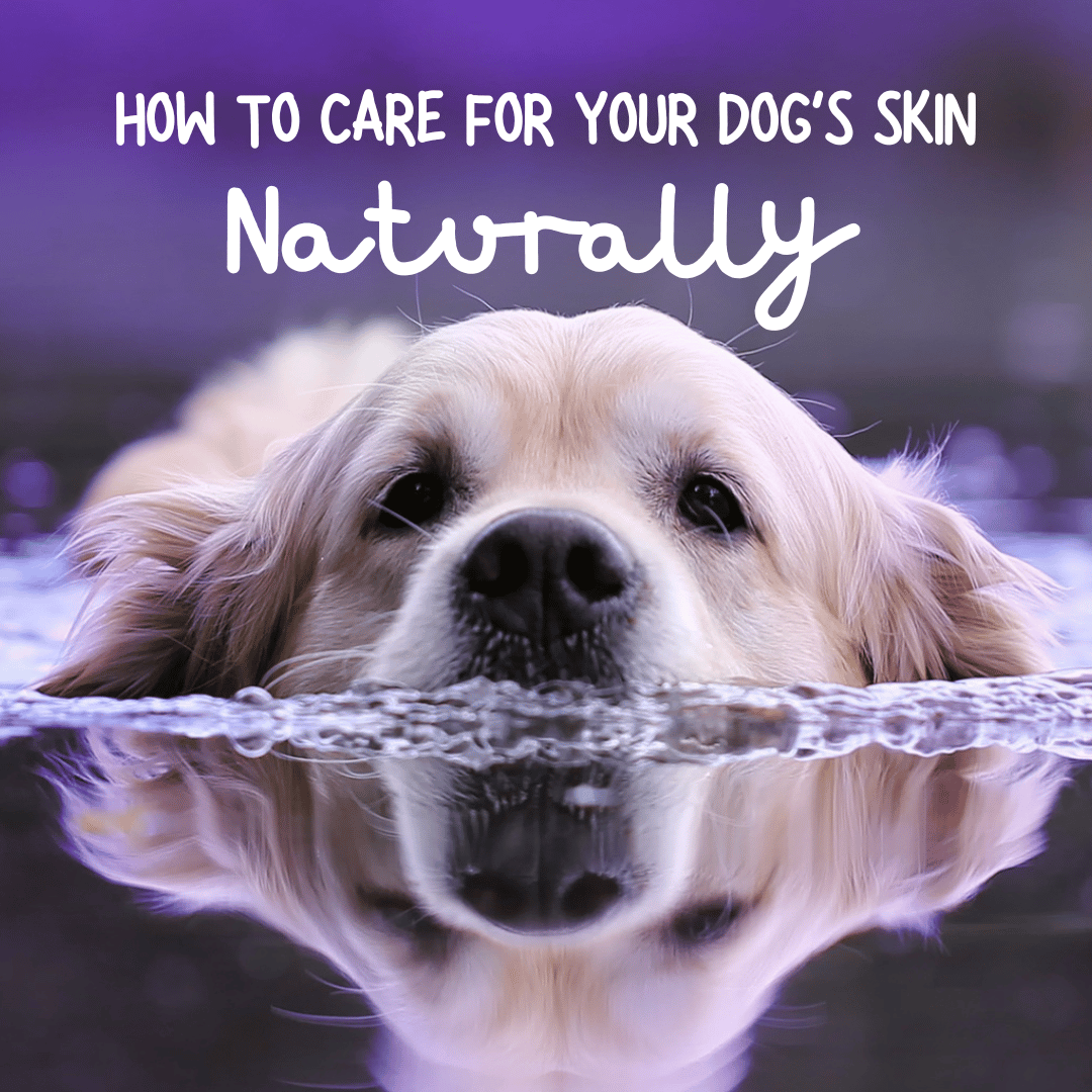 Six Tips for Keeping Your Dog's Skin Healthy, Naturally – Equus Soap Co