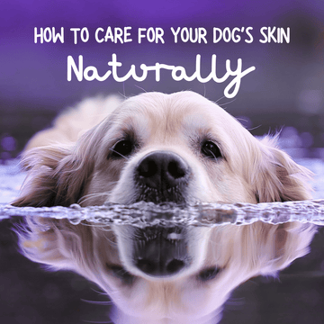 Six Tips for Keeping Your Dog's Skin Healthy, Naturally